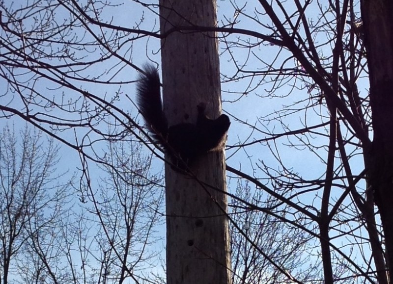 buddy up a pole3.2012