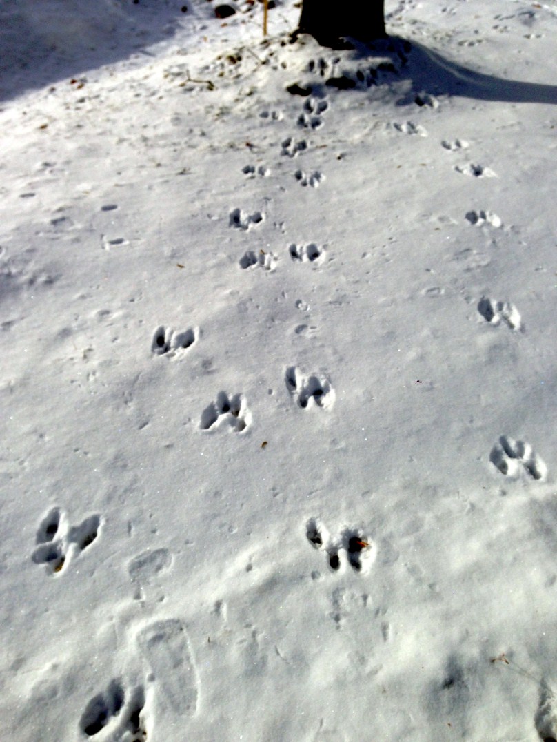 late night visitor... (808 x 1077)