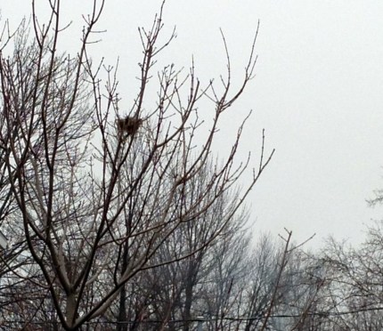 birds nest 2012 (1077 x 934)