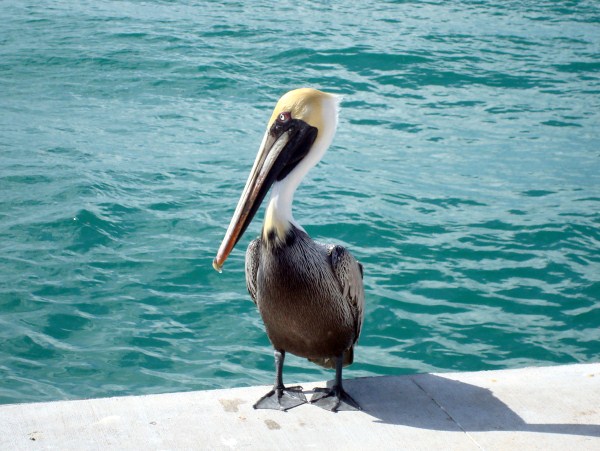 friendly fellow...key west.2012 (600 x 451)