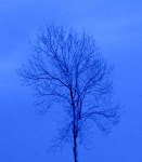 tint.saturation.2012 (524 x&nbsp;600)