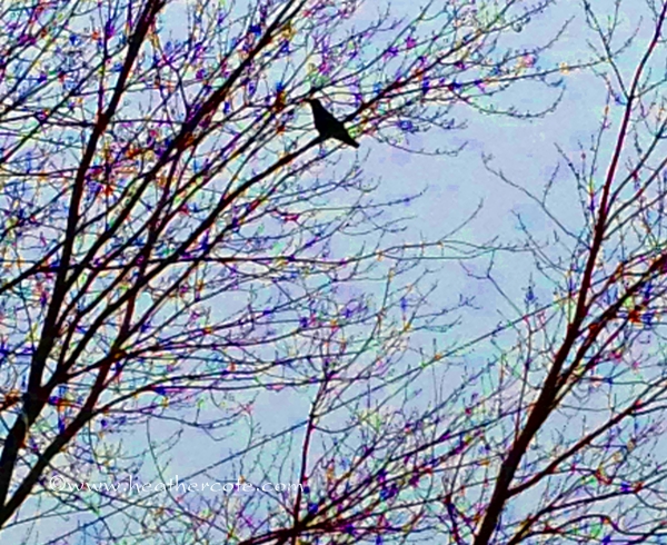 crow.2012.colour enhanced. 2013