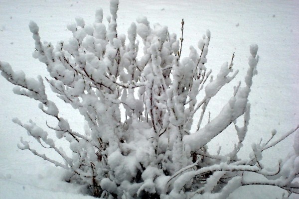 pretty snow 2009 (600 x 400)