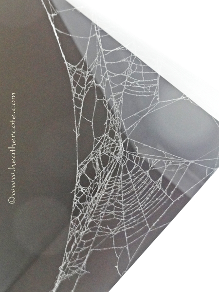 spicer web.2013