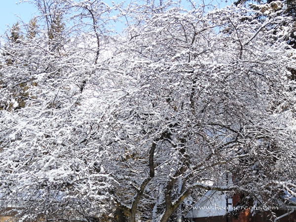 tree covered in snow.2013