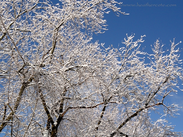 tree up the street.14.213