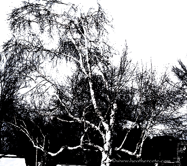 knarly tree. 2013 luminace curve