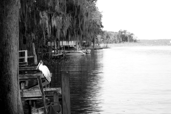 Leesburge Florida cropped.2012 grayscale