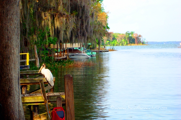 Leesburge Florida cropped.2012 saturation levels