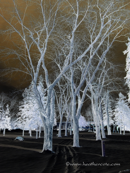 reverse black & white