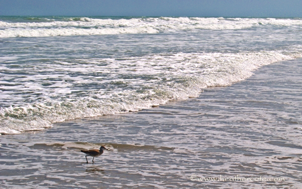 cocoa.bird.oceaon.2013