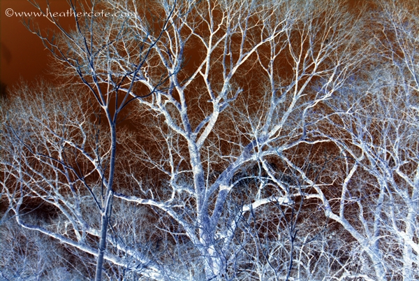 gnarly.branches.2013R.B.W.