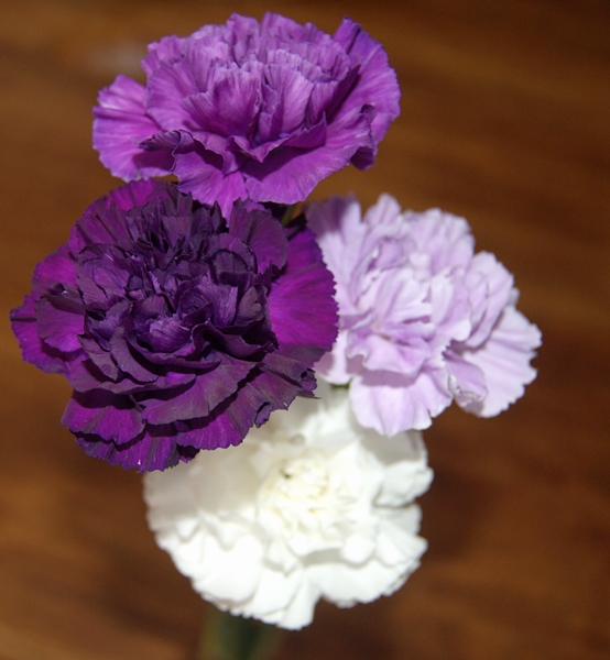 purpl.mauve.carnations.2013