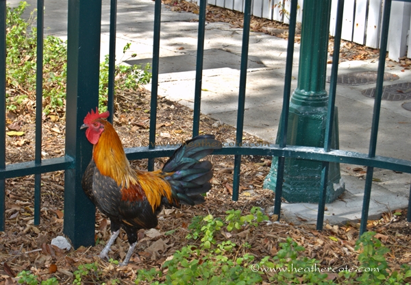 rooster.kw.2012