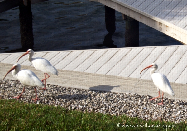 threebirds.marco.2013