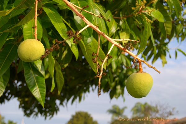 tree with fruit.marco.2013.2