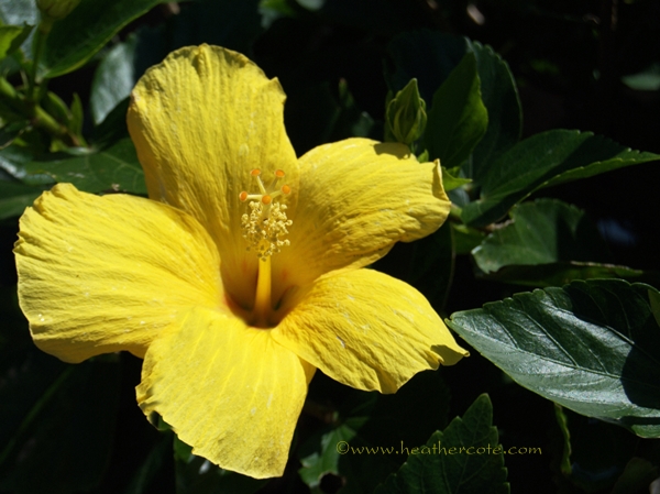 yellowflower.marco.2013