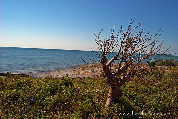 gnarly.tree.bahi.honda..key.2013