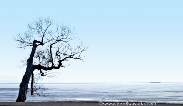 gnarly.tree.lake.N.20132