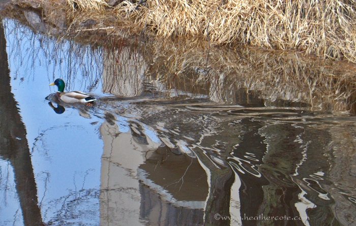 mallard.duck.4.25.2013