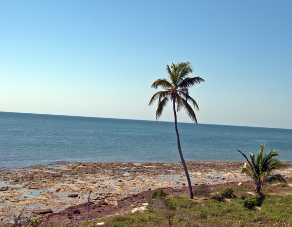 palm.tree.bahi.honda.key.2013