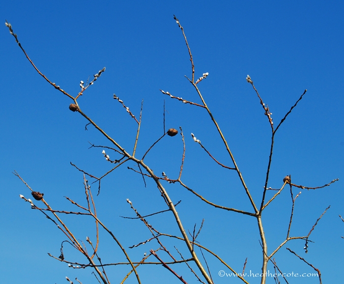 pussy.willows.2013