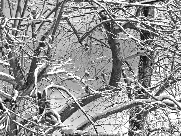 snow.branches, 2013.grayscale