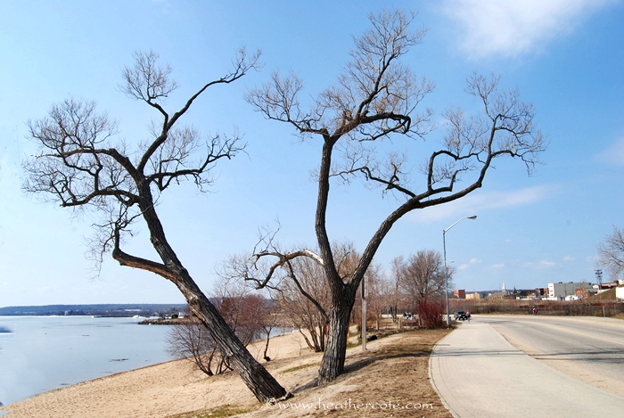 two.trees.bent.waterfront.2013