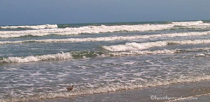 ocean.bird.cocoa.beach3.2013