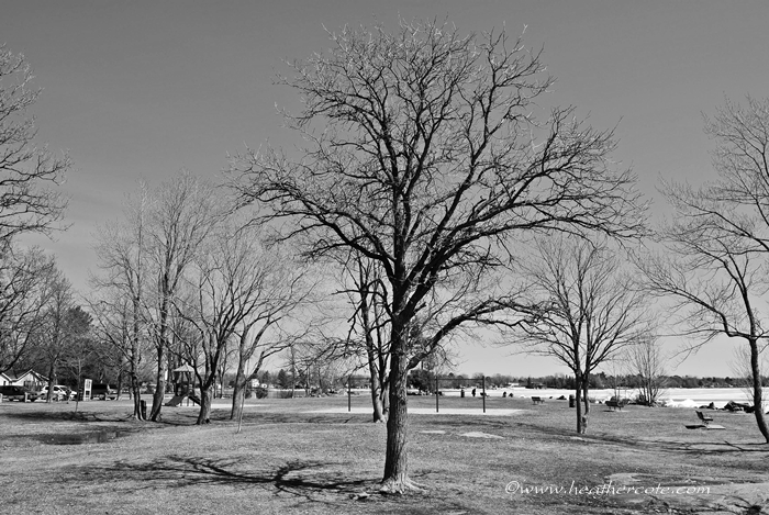 trees.sunset....2013