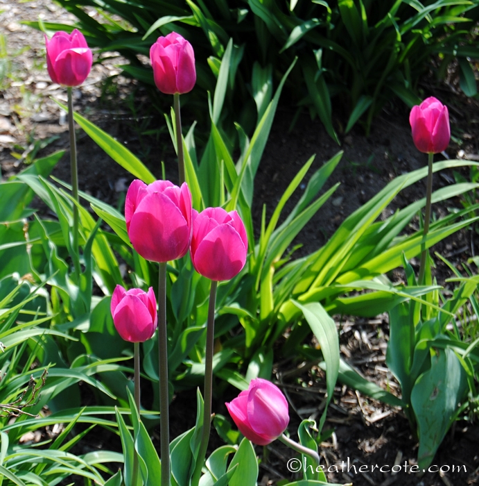 tulips.wf.3.2013