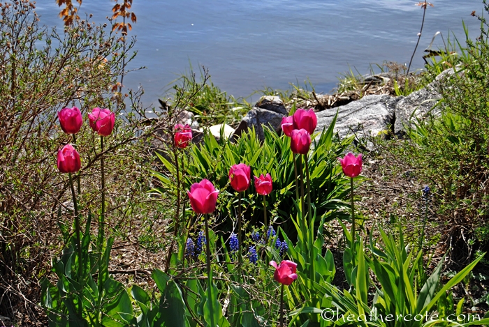 tulips.wf.6.2013