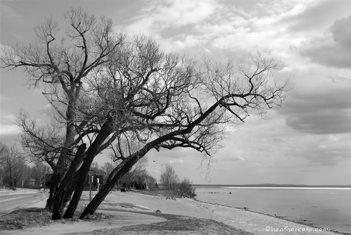 waterfront.trees.2013