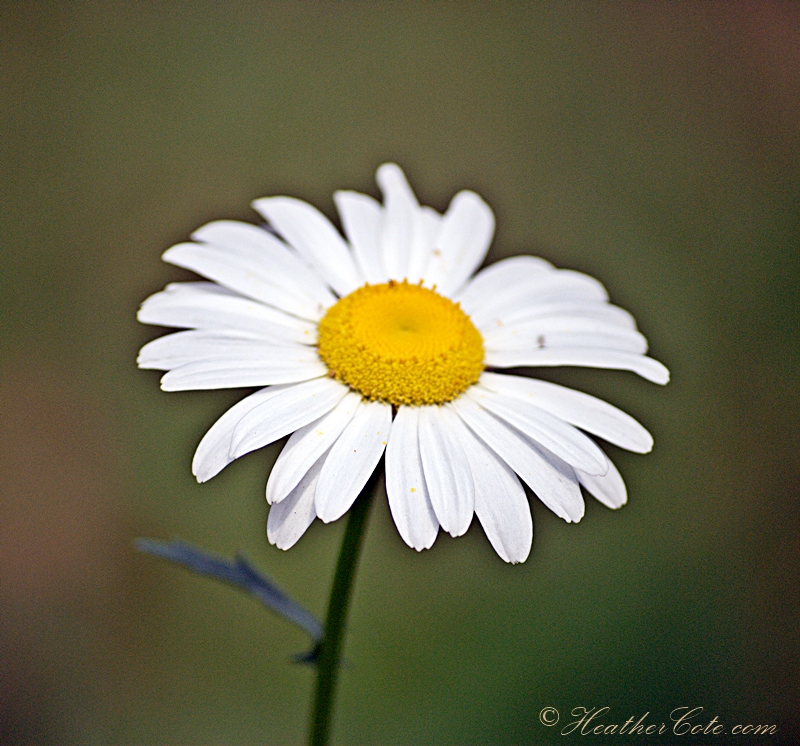 ...daisy.2013
