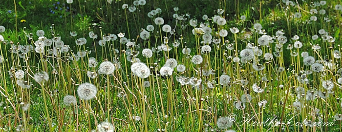 dandilions.2013