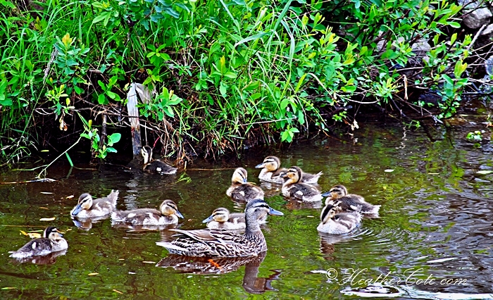 duckfamily3.2013.....,,,