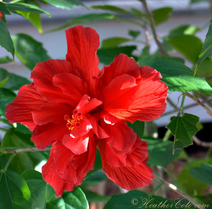 flower.key.west.2013