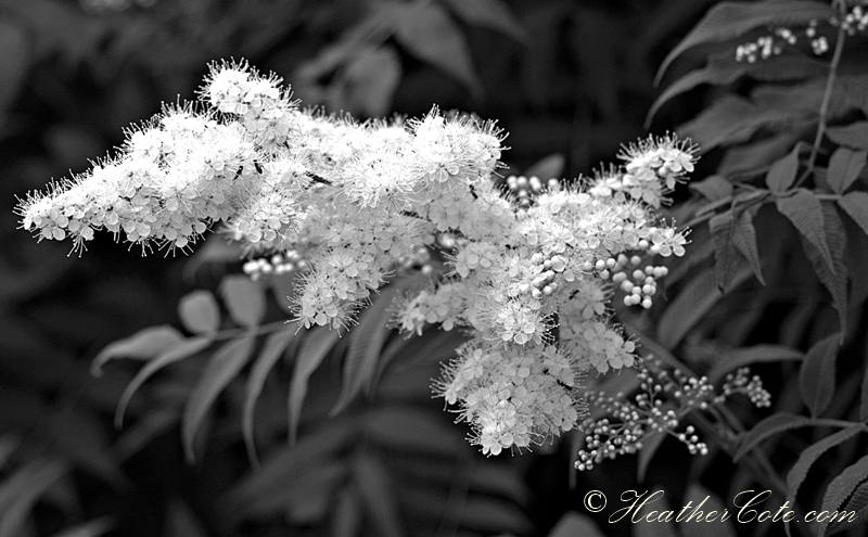 white.flower..2013..