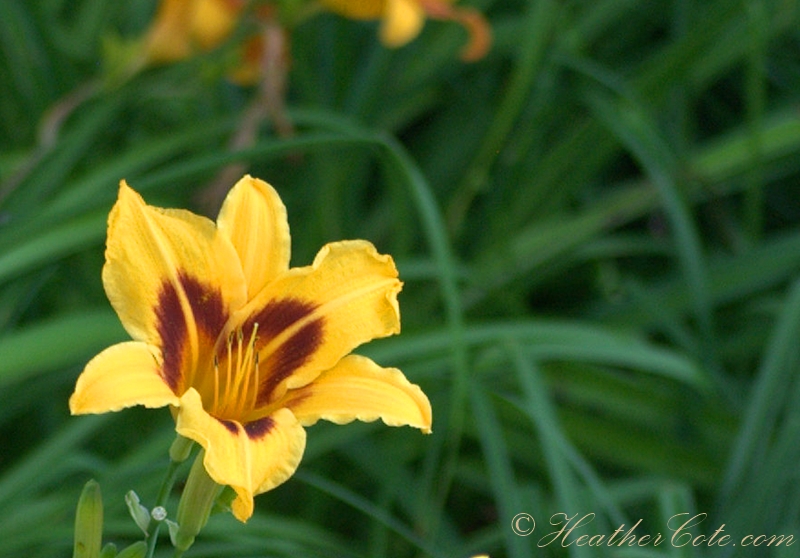 yellow flower...2013