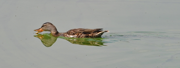 duck.calendar.bay.2013