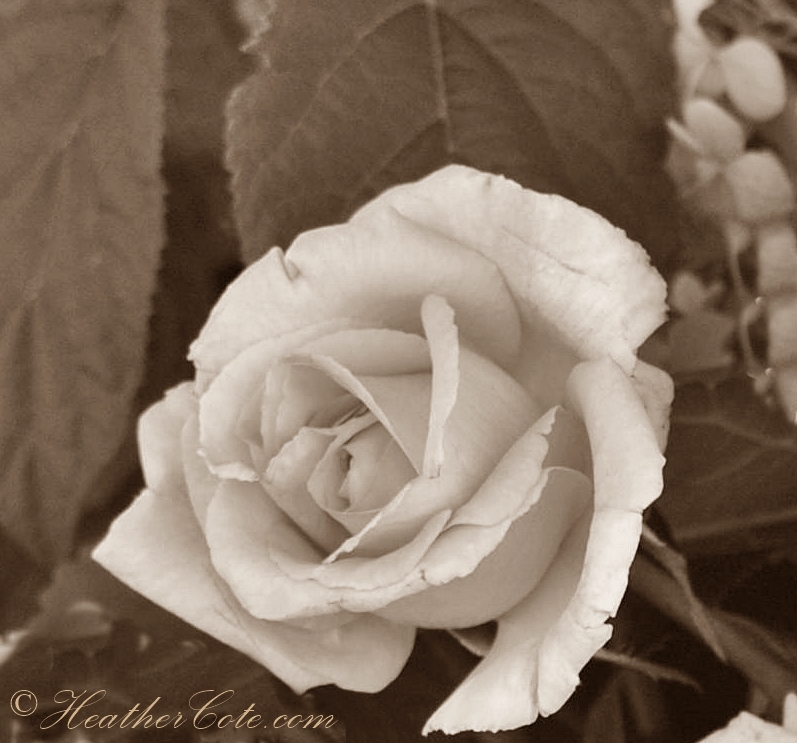 haili.roses.2013.sepia