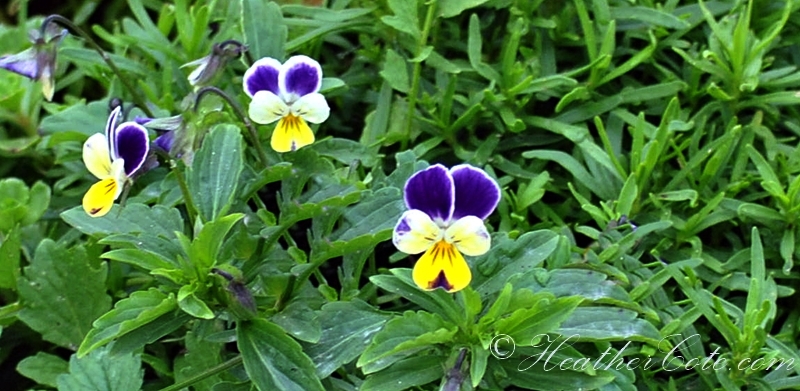 pansy.2013