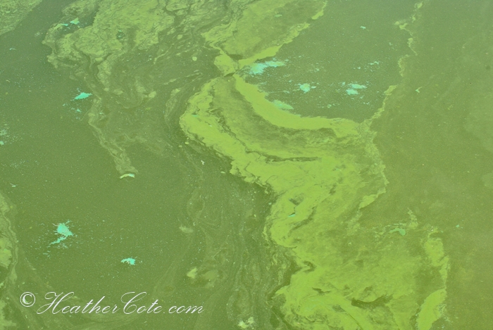 sludge.callander.bay.2013