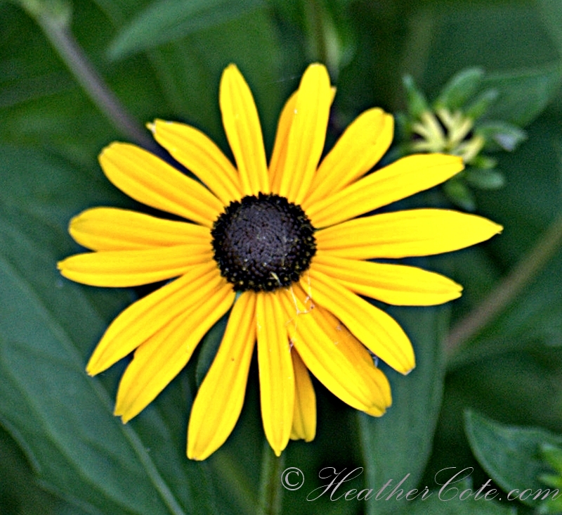 black-eye-susan.2013