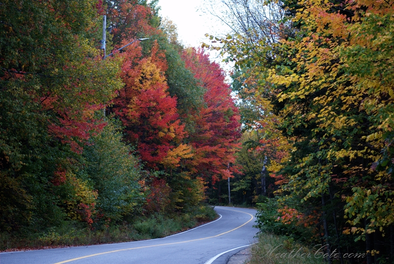 fall.colors.cemetary.road.c..2013