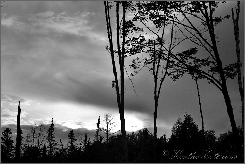 trees.sky.2.2013 (2)...