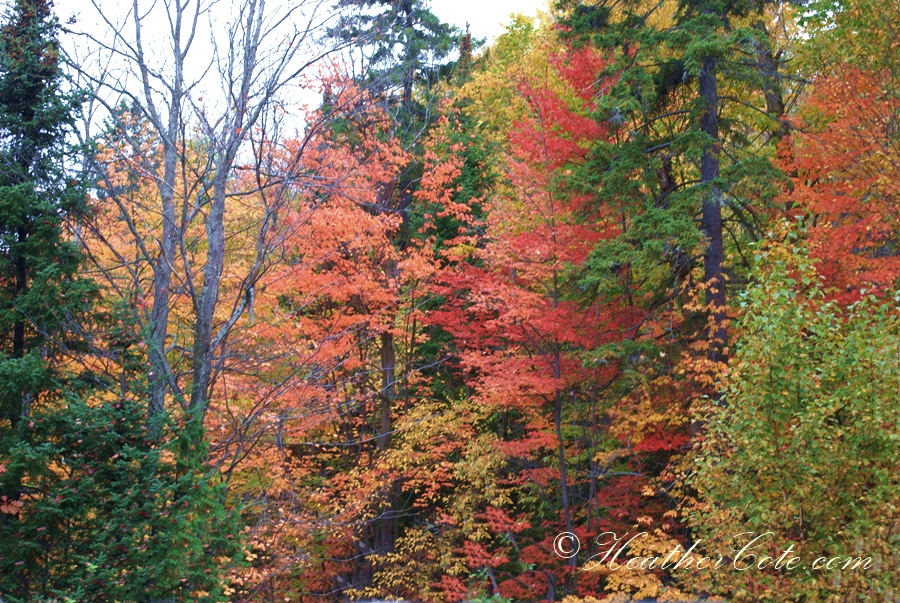 falls.colors2....2013