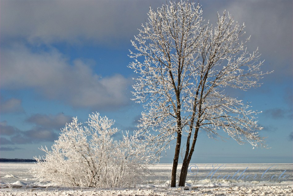 two.trees.white.2013