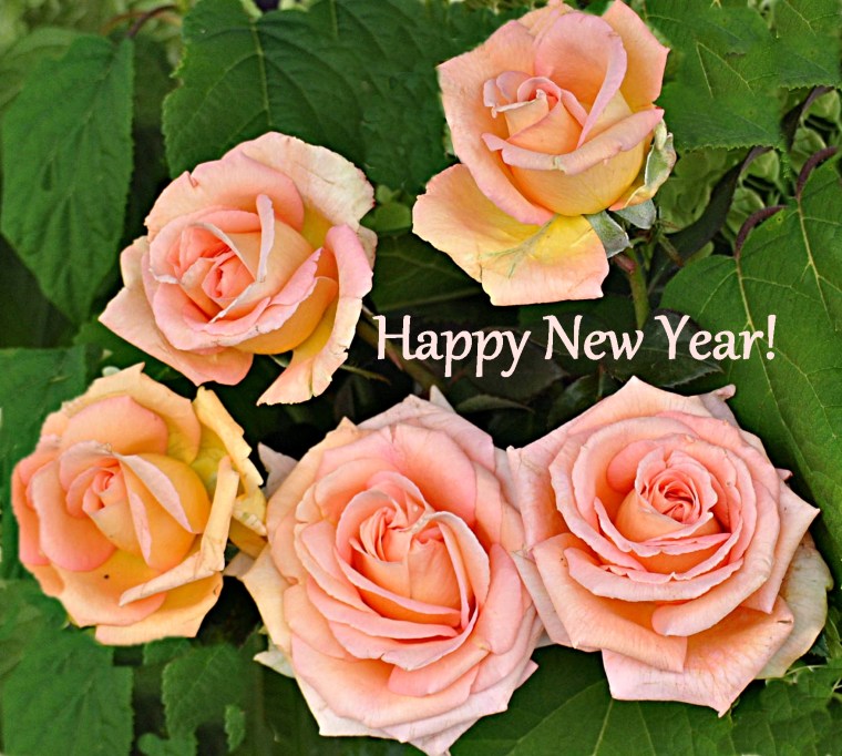 roses.newyears.2013peach