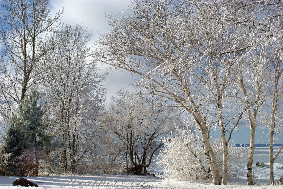 trees.white.4...2013